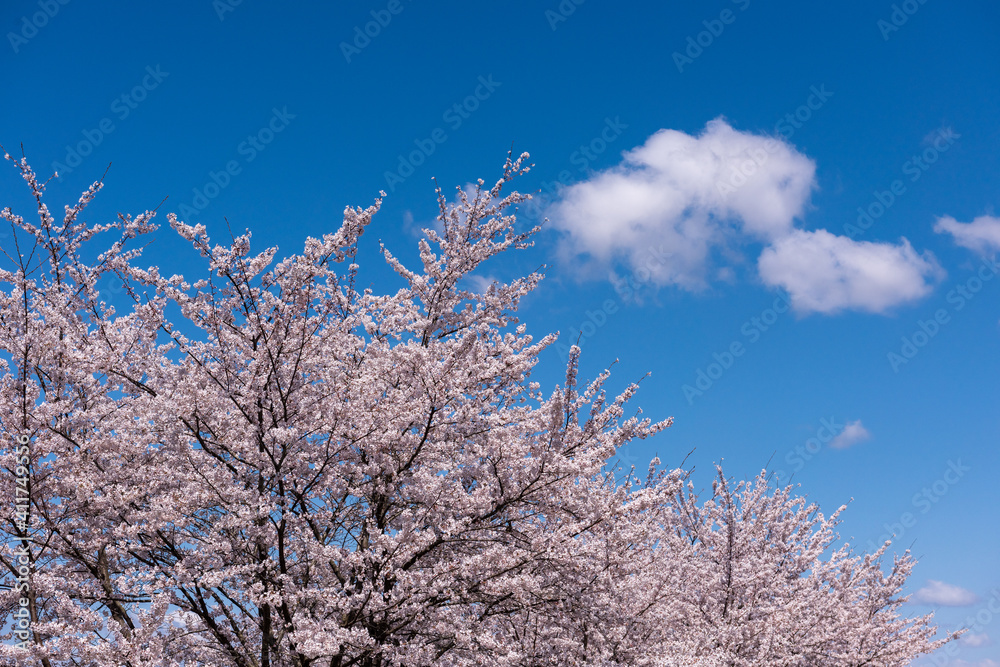 青空と満開の桜（ソメイヨシノ ）