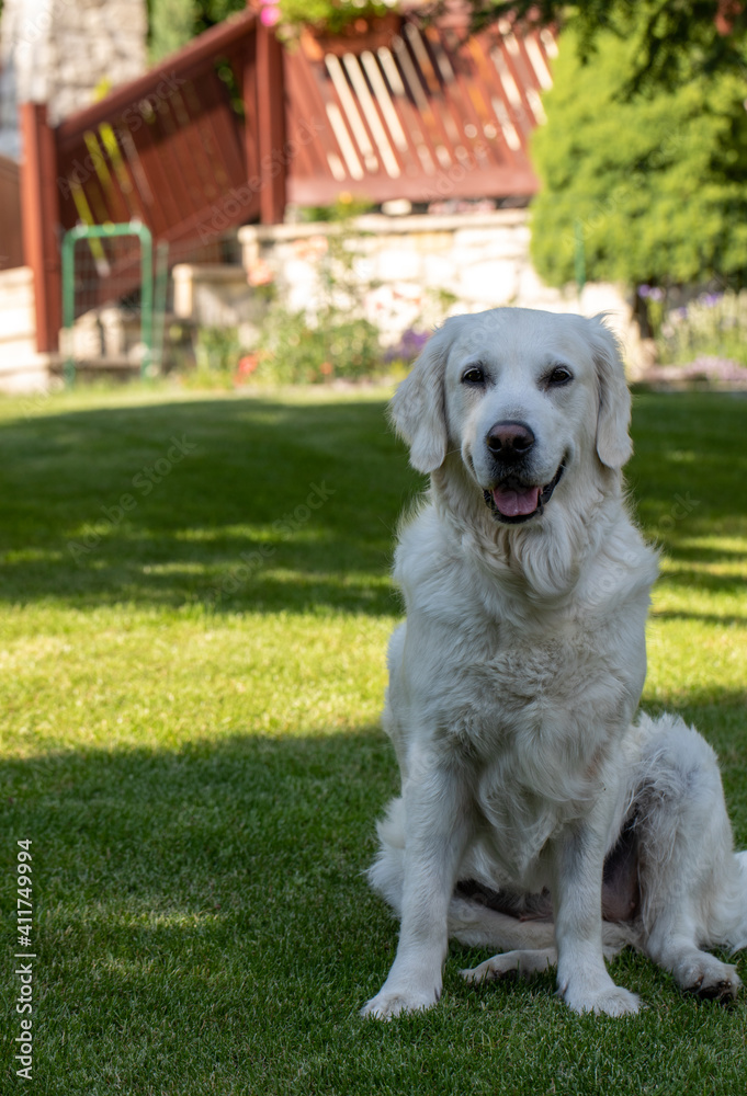 beautiful golden retriever on green grass in garden beautiful golden retriever on green grass in garden