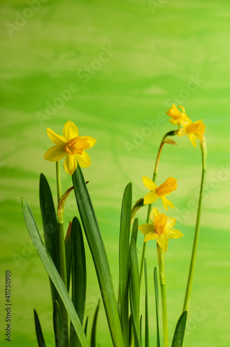 the small flowers of a miniature daffodil