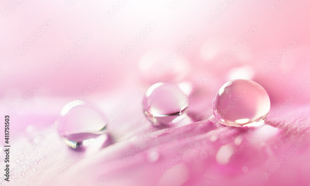 Water drops on pink flower petal close-up macro. Gentle artistic image of purity and beauty of nature. Water drops on pink flower petal close-up macro. Gentle artistic image of purity and beauty of nature.