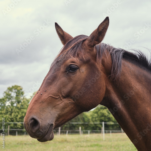 Portrait d'un cheval de profil . © Richard