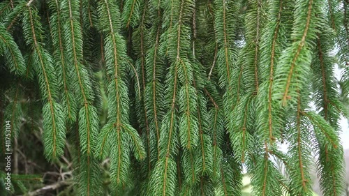 Close up of forest spruce branches hanging vertically swaying in the wind. Picea breweriana photo