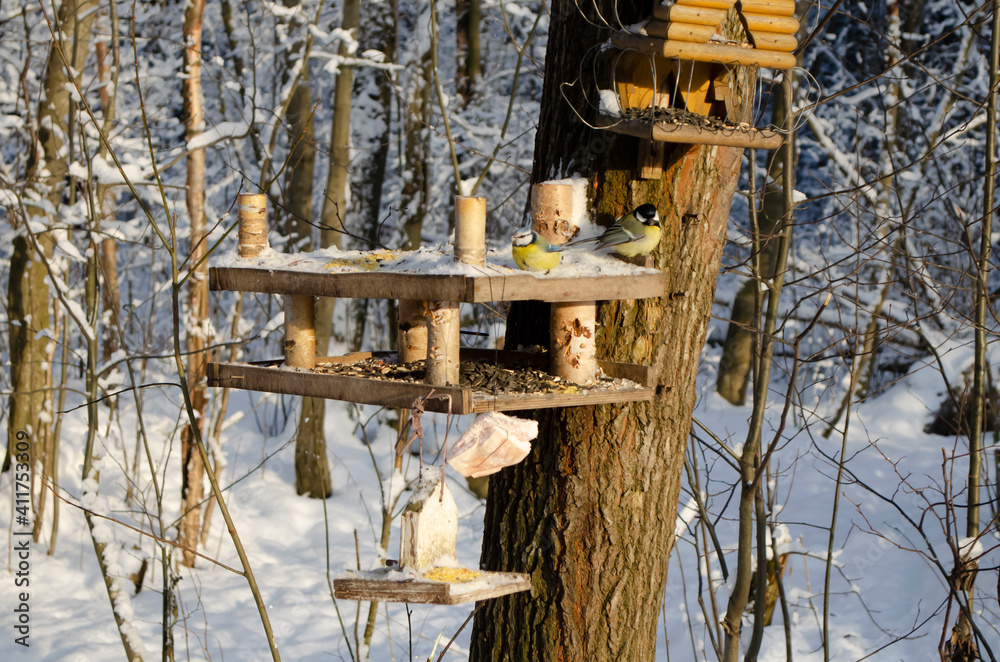 Bird feeder in the winter forest on a sunny day