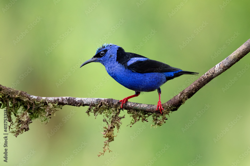 Beautifully blue small bird, Red-legged honeycreeper, Cyanerpes cyaneus. Such a tiny bird, yet so amazing and gorgeous. Very common in Central America. Sitting on a mossy branch, green background.