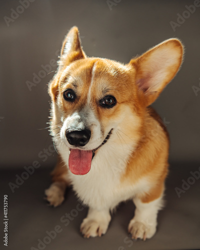 Full length portrait of sitting welsh corgi pembroke dog with tongue out at grey background in studio