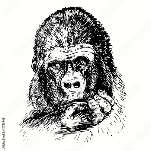 Hand drawn gorilla with serious face holding hand on chin. Ink black and white drawing