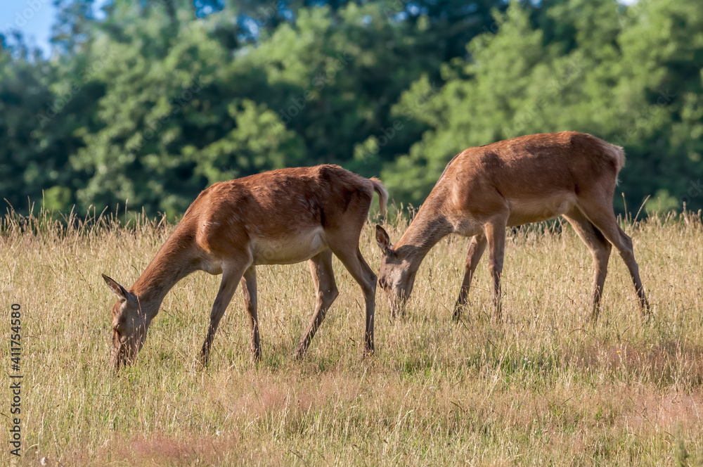 Fototapeta premium The Red Deer (Cervus elaphus)