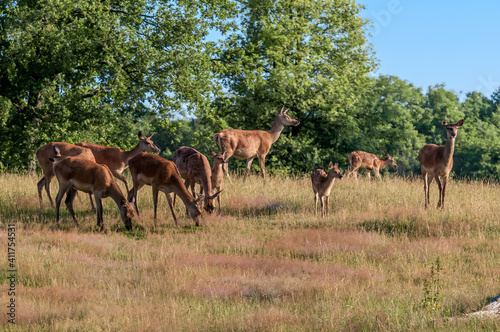 The Red Deer (Cervus elaphus)