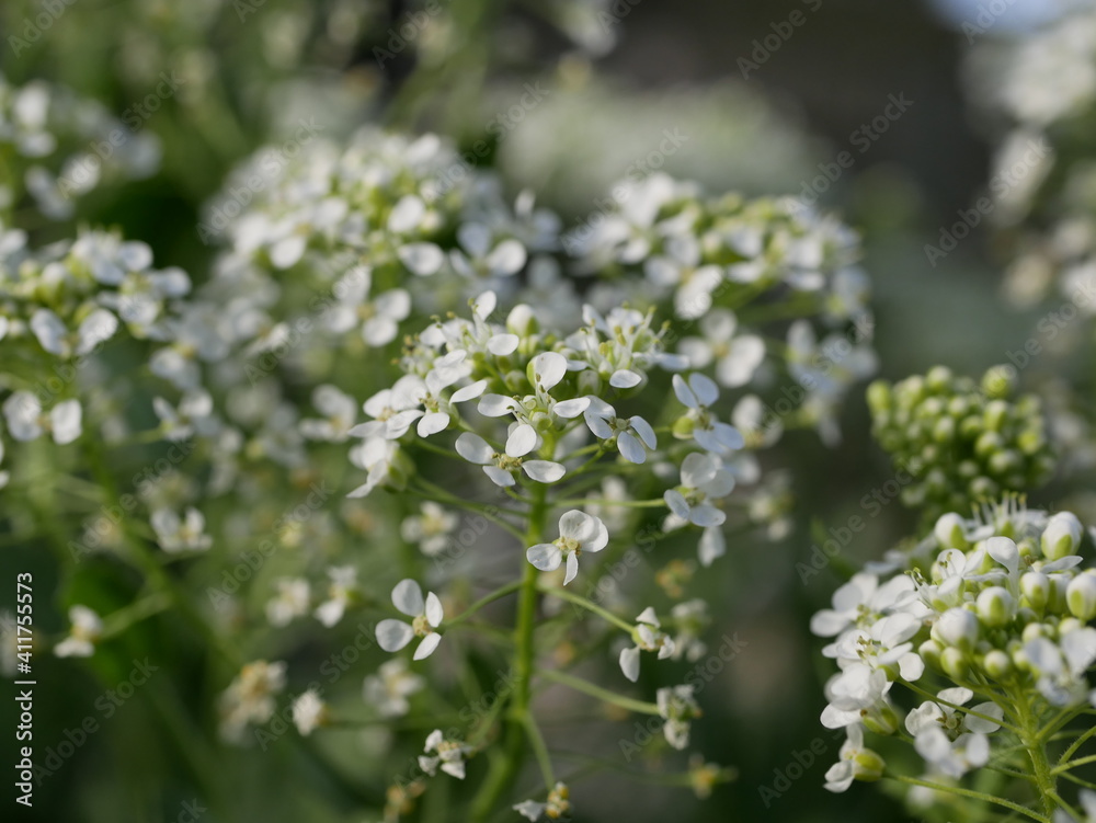 Small white fragrant flowers bloom magnificently on a sunny spring day. The side effect when photographing flowers. Small white fragrant flowers bloom magnificently on a sunny spring day. The side effect when photographing flowers.