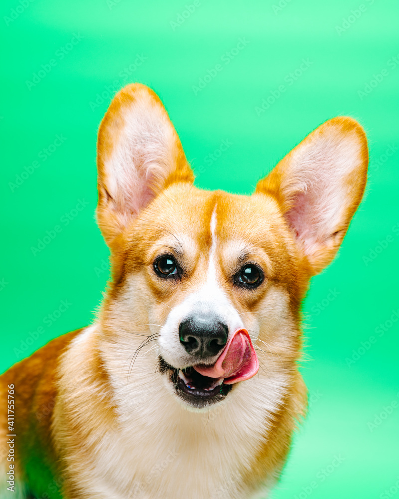 Close up portrait of sitting welsh corgi pembroke dog with tongue out at green background in studio
