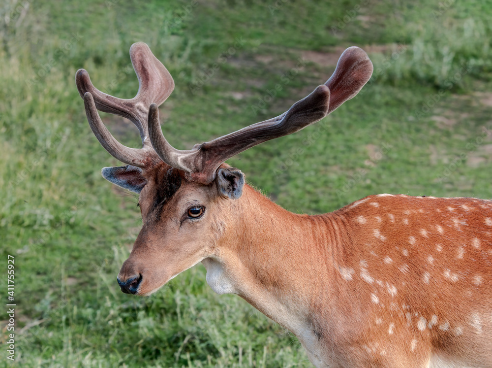 The Fallow Deer (Dama dama)