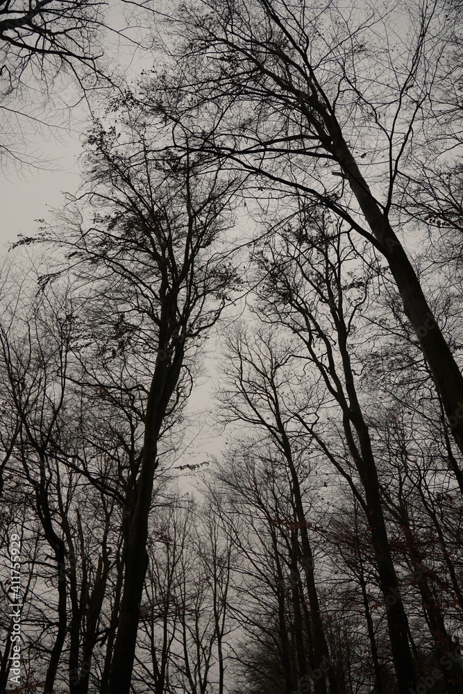 Düsterer Wald mit Saharasand in der Luft Düsterer Wald mit Saharasand in der Luft