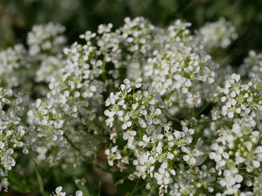 Small white fragrant flowers bloom magnificently on a sunny spring day. The side effect when photographing flowers. Small white fragrant flowers bloom magnificently on a sunny spring day. The side effect when photographing flowers.