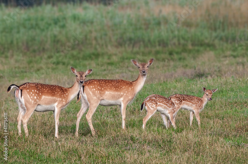 The Fallow Deer (Dama dama)