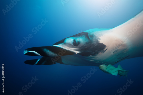 Close big huge manta ray swim deep underwater over blue background