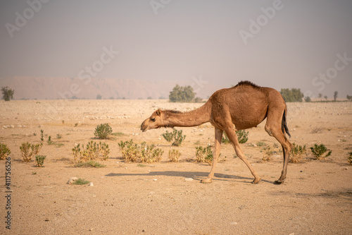 xterior View of Camel herd moving in Barren land Drought in  Desert