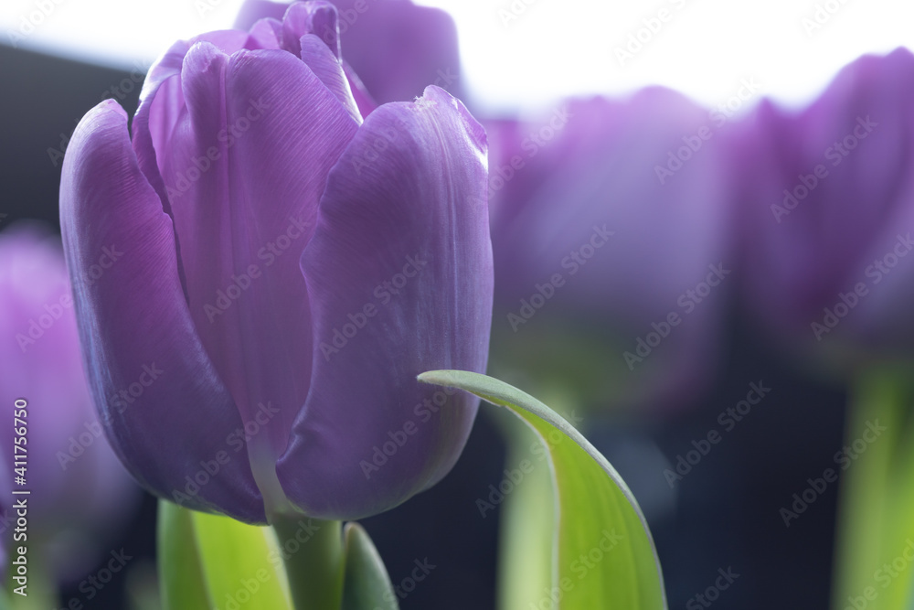 purple  tulip - obrazy, fototapety, plakaty 
