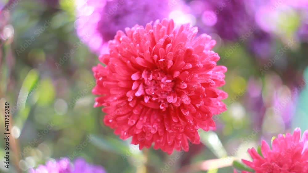 A beautiful red flower covered with morning dew sways in the wind. Red flower petals in water drops close-up. Garden aster inflorescence in water drops in macro.