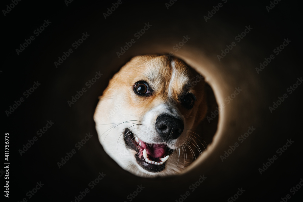 Adorable dog pembroke welsh corgi looking through tube. Smiling corgi.