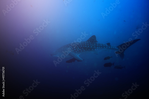 Big huge whale shark swimming deep underwater view from side