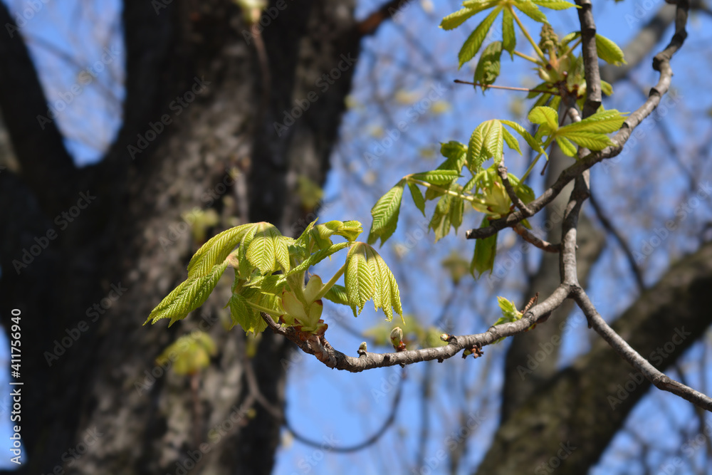 Common horse chestnut Common horse chestnut