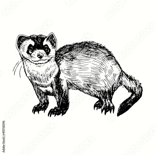 Fototapeta Naklejka Na Ścianę i Meble -  Hand drawn ferret (Mustela putorius furo, European polecat). Ink black and white drawing. Vector illustration