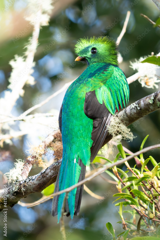 Resplendent Quetzal, Pharomachrus mocinno, Savegre in Costa Rica, with green forest in background. Magnificent sacred green and red bird. Birdwatching in jungle. Resplendent Quetzal, Pharomachrus mocinno, Savegre in Costa Rica, with green forest in background. Magnificent sacred green and red bird. Birdwatching in jungle.