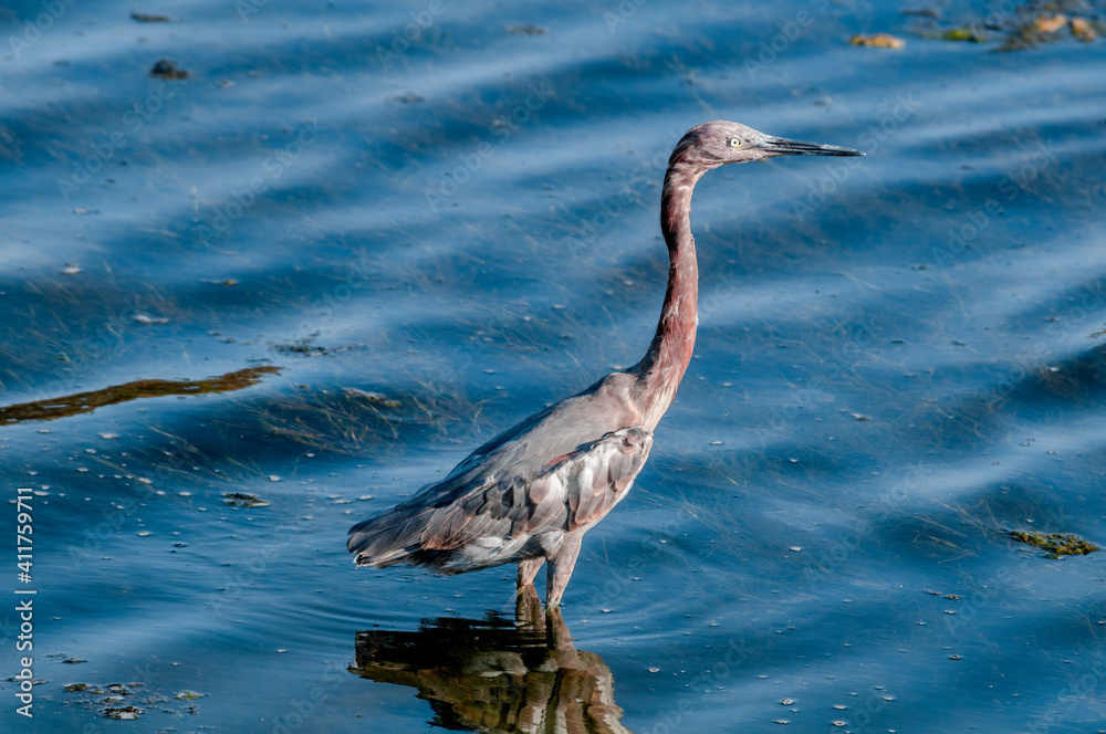 Fototapeta premium Reddish Egret (Egretta rufescens) in Bolsa Chica Ecological Reserve, California, USA
