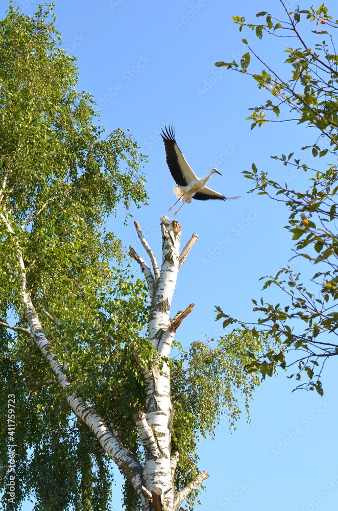 The white stork spreads its wings and takes off from the tree The white stork spreads its wings and takes off from the tree