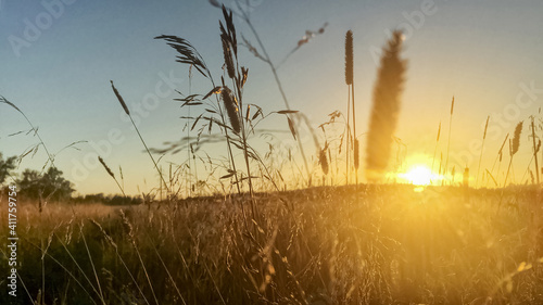 Warm summer landscape with dry grassin the meadow on golden hour at sunset. Soft focus