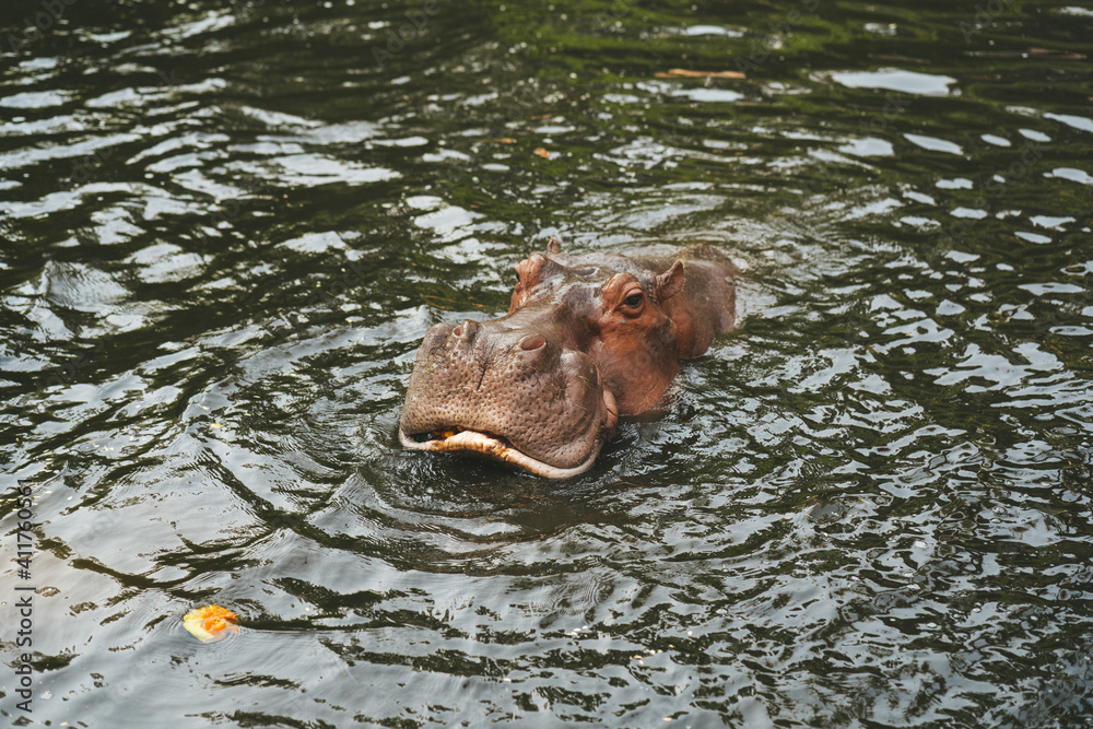 Fototapeta premium Hippo in the Chiang Mai Zoo,