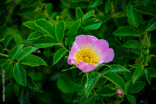 pink flower in the garden © Eli Bolyarska