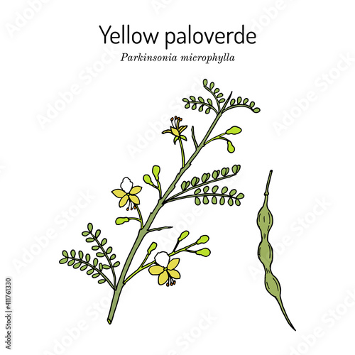 Yellow palo verde or little-leaved paloverde Parkinsonia microphylla , edible and ornamental plant, photo