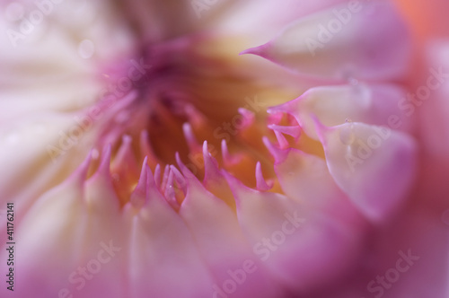 Macro shot of abeautiful floating pink water-lily photo