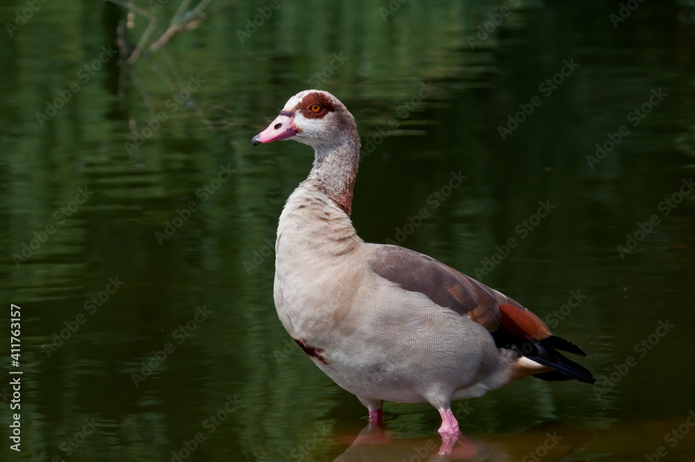 Fototapeta premium Feral Egyptian Goose (Alopochen aegyptiacus) in park, Keil, Schleswig-Holstein, Germany