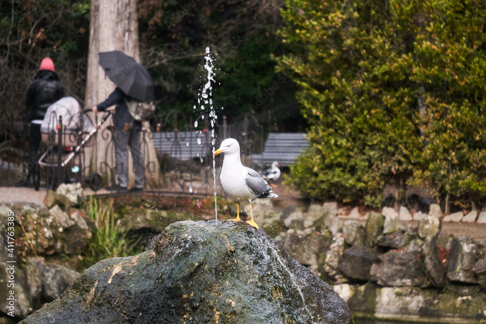 Obraz premium seagull drinks from the stream of the fountain in the park