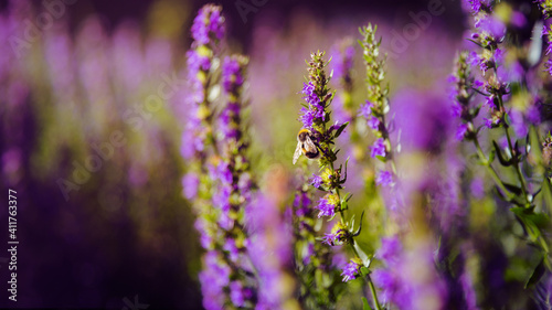 lavender in the field