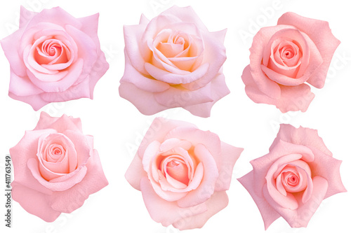 Pink rose isolated on the white background. Photo with clipping path.