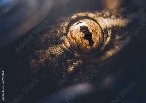 Closeup of a Gecko