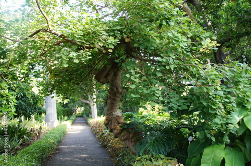  green background with exotic plants in the garden