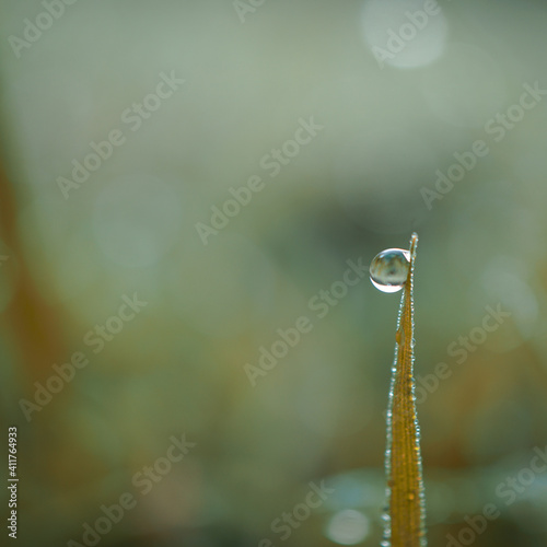drop on the green grass leaf in rainy days, green background © Ismael