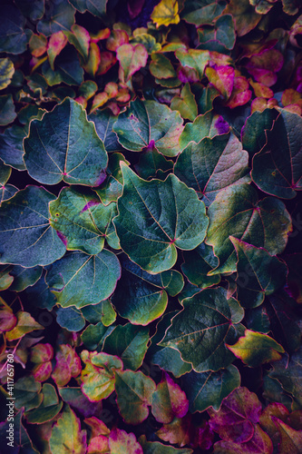 multicolored plant leaves in the nature