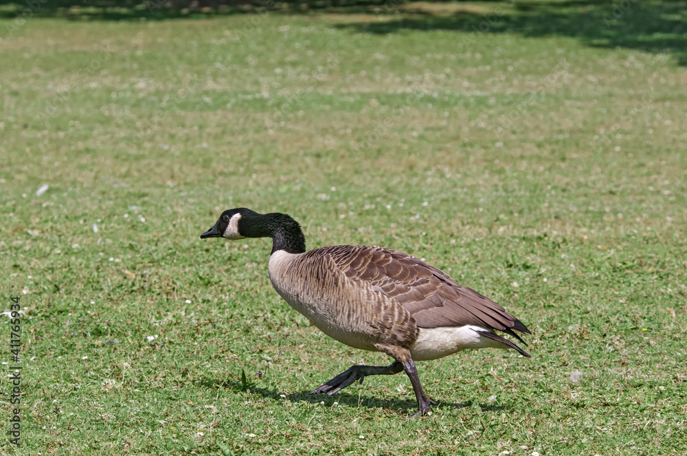 
Canada Goose (Branta canadensis) in park, Keil, Schleswig-Holstein, Germany
