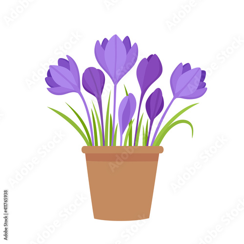 Vector illustration violet crocus flowers in pot isolated on white.