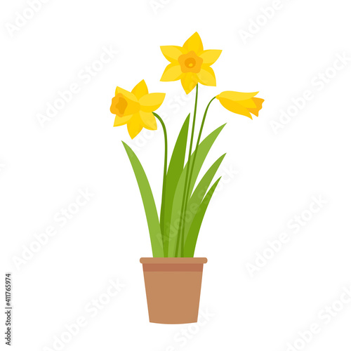 Vector illustration of yellow daffodils in pot isolated on white.