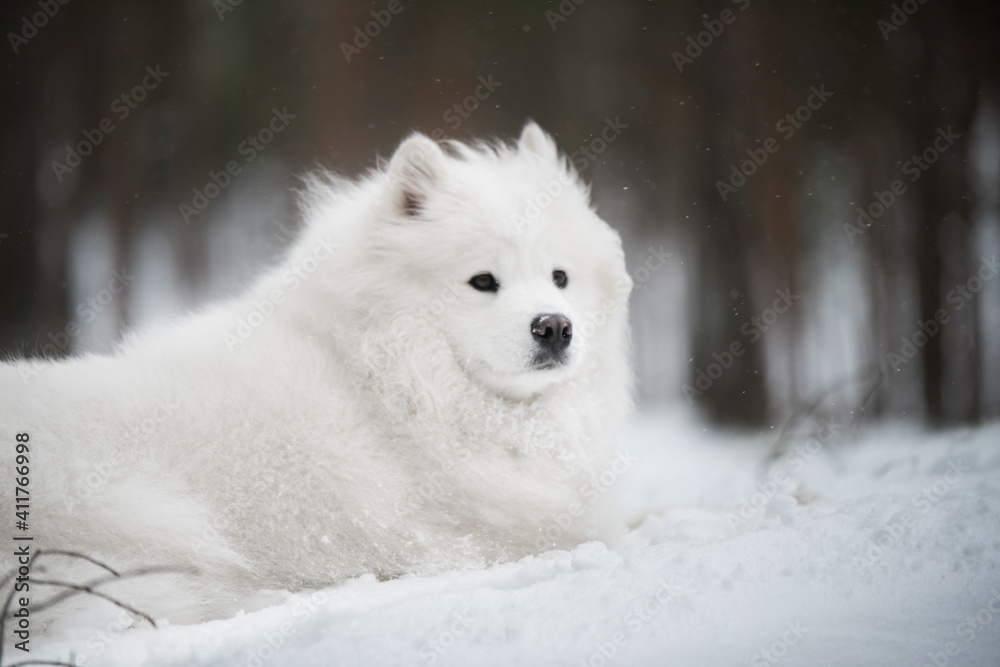 Beautiful fluffy Samoyed white dog is in the winter forest Beautiful fluffy Samoyed white dog is in the winter forest