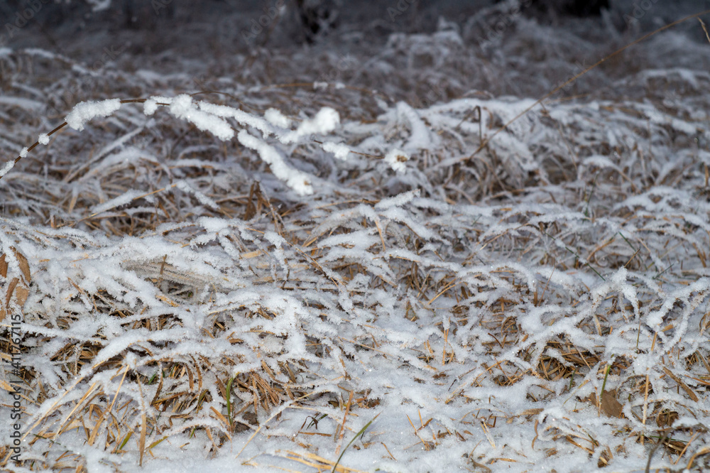 snow covered grass snow covered grass