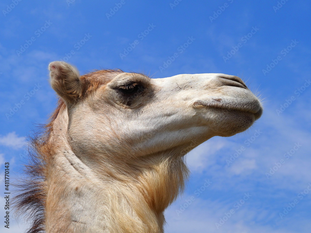 Obraz premium Kamel