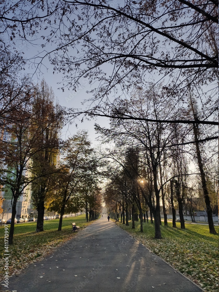 beautiful sunny sunrise on the alley in the park