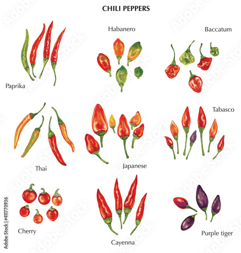 watercolor illustration of different chili peppers (paprika, habanero, thai, japanese, cherry, cayenna, purple tiger, tabasco and baccatum) 